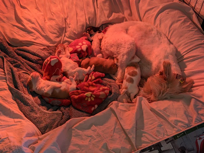 dog and puppies