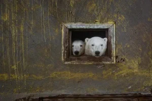 Polar bears move into abandoned Arctic weather station