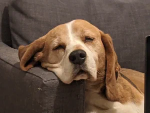 beagle resting his head on the armrest of a sofa