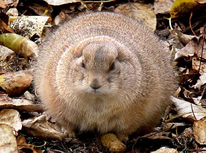 The black-tailed prairie dog