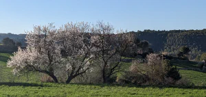 Almond trees blooming