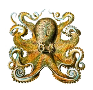 Octopus illustration