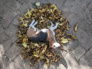 Beagle on a pile of leaves