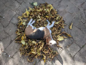 Beagle on a pile of leaves