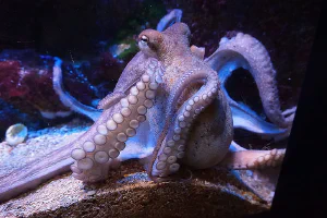 Octopus in aquarium