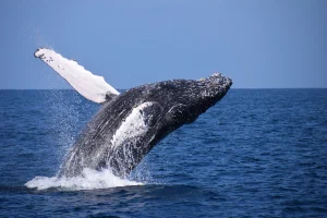 Humpback whale jumping backwards.