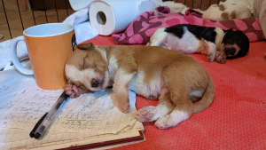 Two sleeping puppies next to an orange mug and a notebook