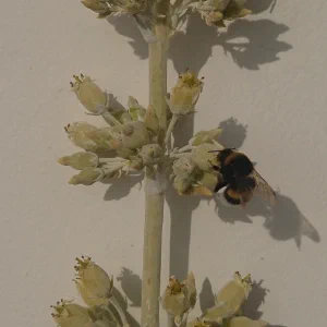 Bumblebee on pale yellow flowers against a white wall