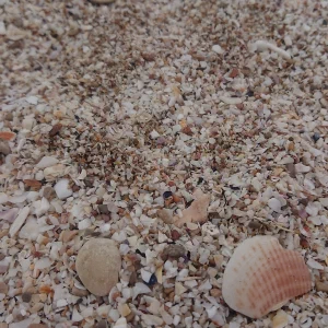 A beach surface made almost entirely of tiny broken shell fragments, with a pink-ridged scallop shell and a smooth pebble in the foreground
