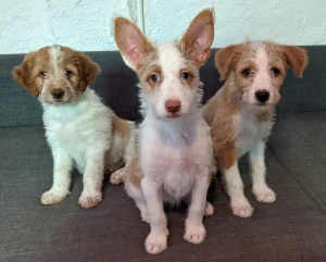 Three scruffy white and tan puppies sitting side by side on a grey sofa
